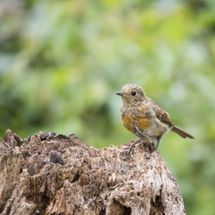 Juvenile Robin bird Erithacus Rubecula on tree stump in forest landscape setting