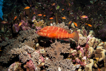 Coral garden in the red sea