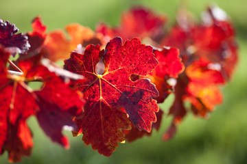 Leaves of grapevines