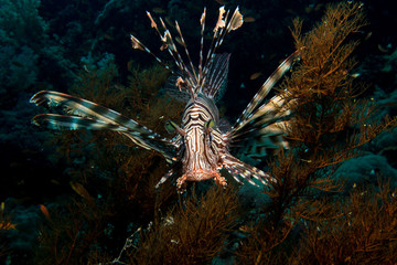 Lionfish in the red sea