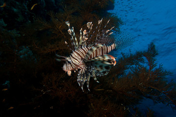 Lionfish in the red sea