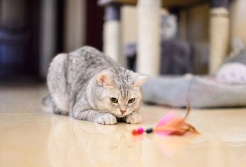 Naklejka premium szaro-biały pręgowany kot bawi się zabawką z kociego pióra