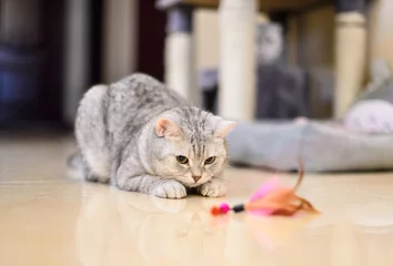 Crédence de cuisine en verre imprimé Chat gray-white tabby cat plays with a cat feather toy