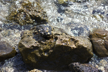 Stones on the beach at the sea under water