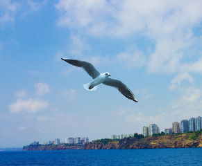 Flying seagull in a grey cloud sky