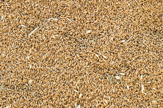 New harvested wheat pictures on the field, harvested wheat flour ready to be made,
