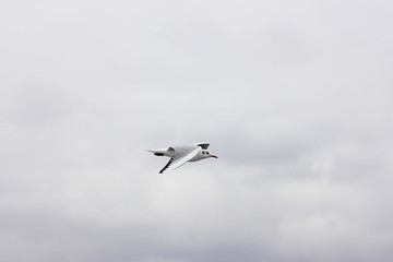 Flying seagull in a grey cloud sky