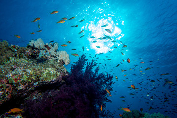 Obraz na płótnie Canvas Coral garden in the red sea
