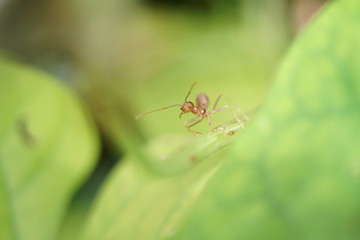The Red Ant