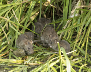 Brown rat