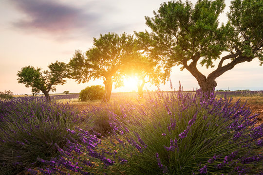 Trees and Lavender fields near Valensole, Provence, France