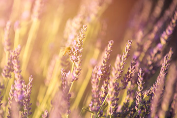 A bee in lavender fields near Valensole, Provence, France