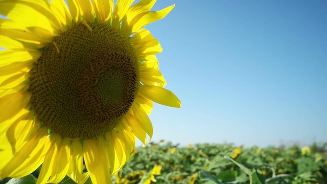 Beautiful sunflower, close-up