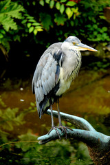 A big grey heron