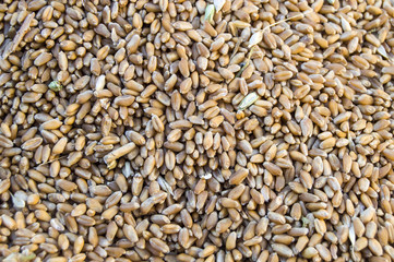 New harvested wheat pictures on the field, harvested wheat flour ready to be made,
