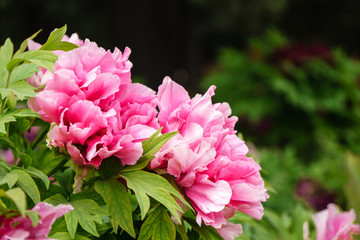 Close-Up Of Yellow Peony Flowers