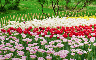 Tulip Field in Garden
