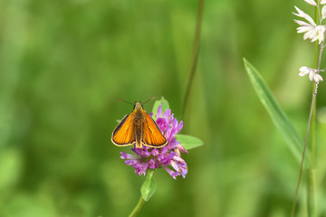 Schmetterling Dickkopffalter, Ochlodes sylvanus