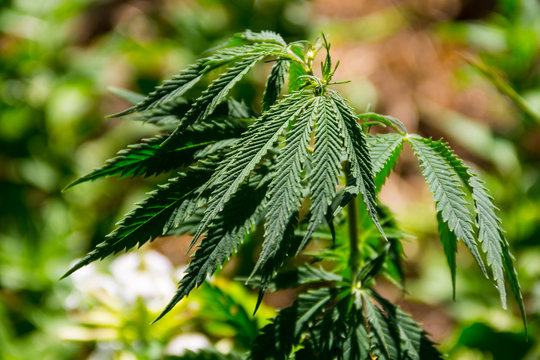 Cannabis (Marijuana) plant