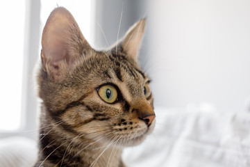 young cat in close-up