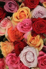 Colorful wedding roses