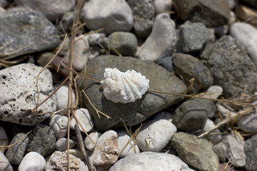 Fototapeta na wymiar Sea snail on the rock