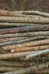 Woodpile cut up in a forest in autumn.