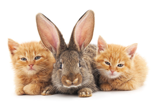 Red kittens and bunny.