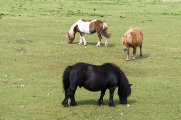 Horses grazing in pasture