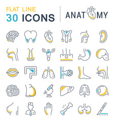 Set of Line Icons of Anatomy and Physiology
