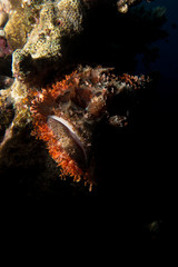 Fototapeta na wymiar scorpion fish in the red sea