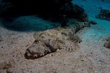 crocodile fish in the red sea