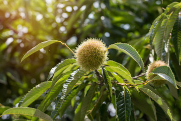 Early autumn chestnut fruit