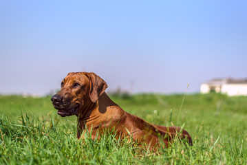 A portrait of Rhodesian Ridgeback on the grass