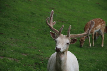 Naklejka na ściany i meble Fallow Deer (Dama dama) / White Male Buck, Spotted Female Doe (Dama dama)