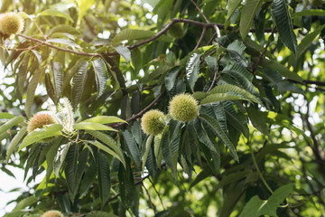 Early autumn chestnut fruit