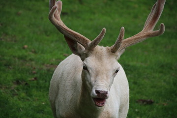 Naklejka na ściany i meble White Male Fallow Deer Buck (Dama dama)