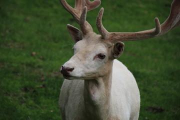 White Male Fallow Deer Buck (Dama dama)