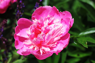 Pink big peony flower