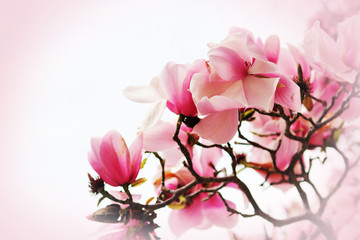 Schöne Magnolienblüte