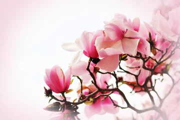 Foto op Plexiglas Magnolia Mooie magnoliabloem