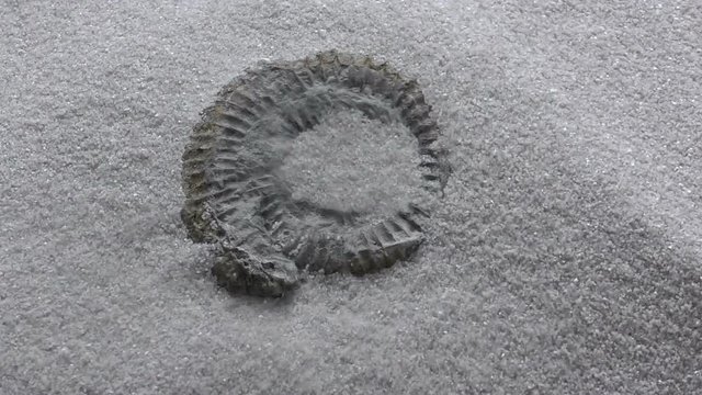 Wind Blowing Sand To Reveal An Ammonite Fossil