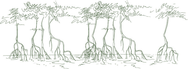 Sketch of mangrove forests
