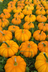 Ripe colorful pumpkins, new harvest, ready to cook and for decoration