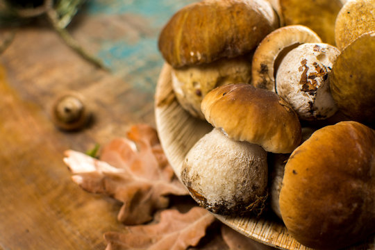 Tasty food - fresh porcini boletus oak mushrooms, high quality, ready to cook