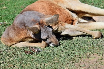  Very muscular wild red kangaroo lying on the grass