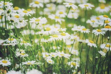 Close up of daisies in meadow