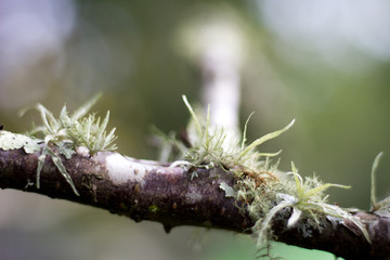 closeup of moss on a woody treen branch