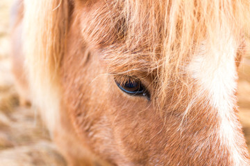 Icelandic Horse
