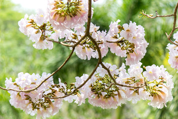 Rosy trumpet tree and flowers.May be called "Tabebuia rosea"or "pink poui".The flowers are large, in various tones of pink to purple, and appear while the tree has none, or very few leaves.